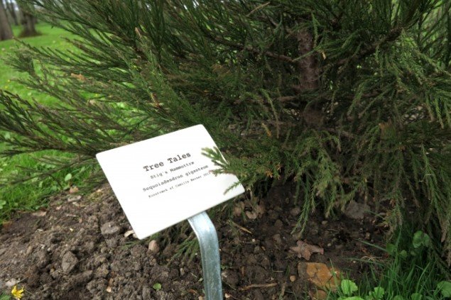 Camilla Berner: Tree Tales, 2013. En lund af træer anlagt i den historiske park på Glorup Gods, med inspiration fra Karen Blixen og hendes anlæggelse af en lund på Rungstedlund. Foto: Camilla Berner.