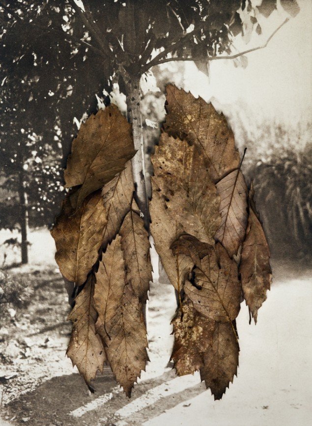 Anni Leppälä: Leaves II (the couple), 2013. Pigmentprint, monteret på aluminium, 30,5 x 23,1cm (m. ramme). På Indre og ydre landskaber, Fotografisk Center i Museumbygningen. Foto: Anni Leppälä