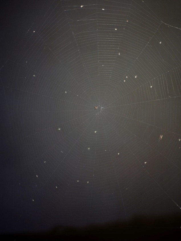 Peter Funch: Spider Web, 2013