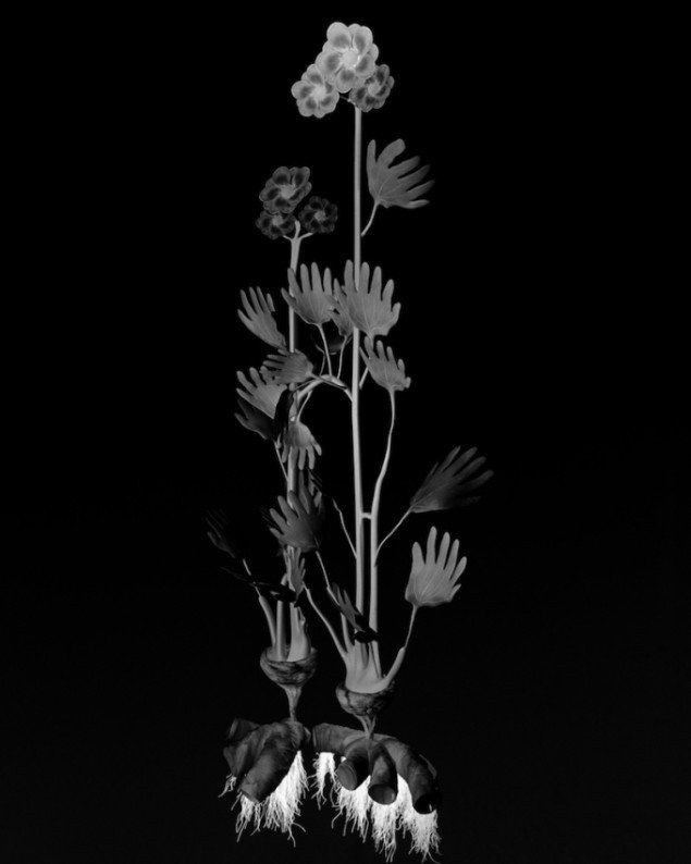 Ulrik Heltoft & Miljohn Ruperto: Voynich Botanical Studies, Specimen #23r Leto, 2013
