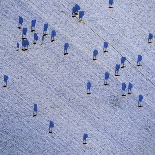 Jan Kofod: Winter Cow Shadows. Pressefoto