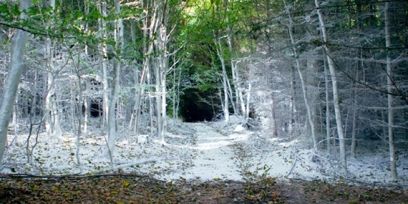 Den hvide skov – en forgængelig forestilling